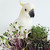 Organic Microgreens Tin Grow Kit | Mixed Radish