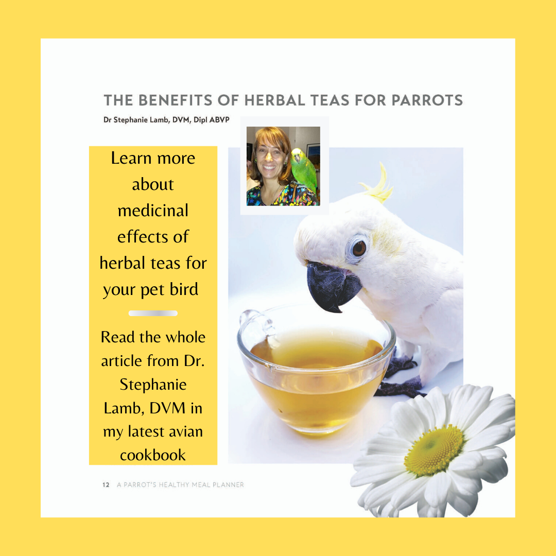 The Benefits of Herbal Teas for Parrots - Pollys Natural Parrot Boutique