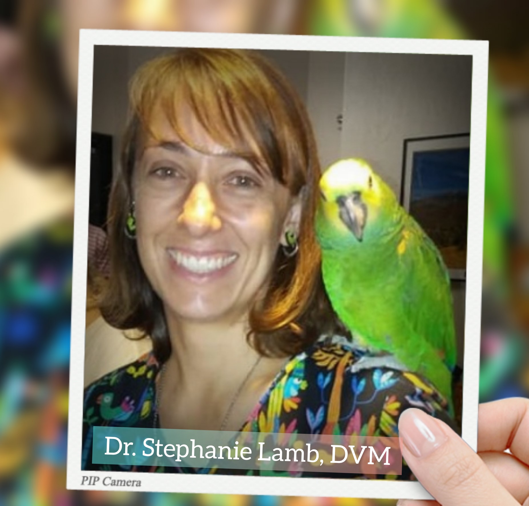 Parrot Dietary Modifications and Tea to Improve Health in Iron Storage