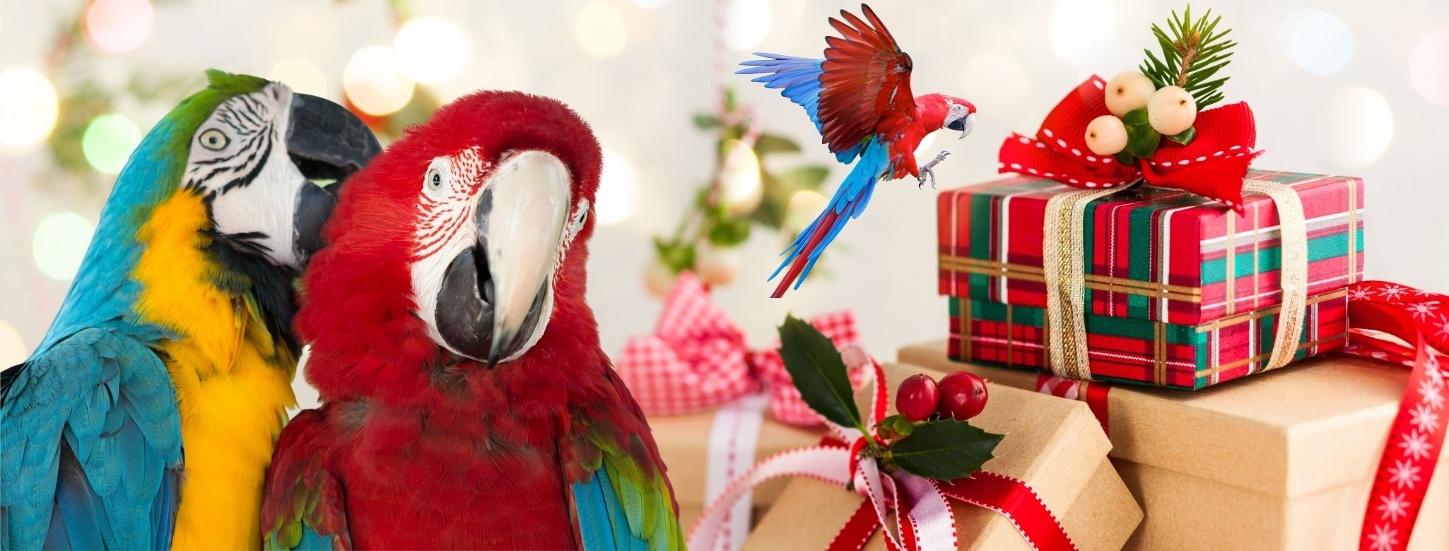 parrot-christmas-web-min.jpg parrot-christmas-web-min.jpg