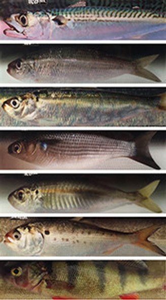 JigSkinz - Medium  JigSkinz - Medium