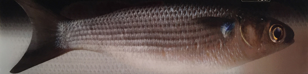 JigSkinz - Small  JigSkinz - Small