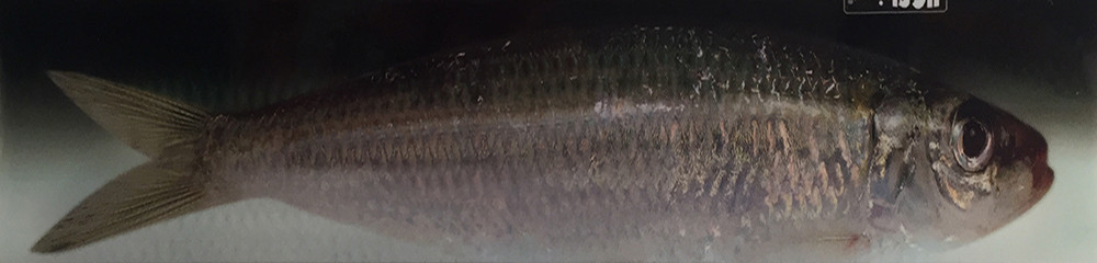 JigSkinz - Medium  JigSkinz - Medium