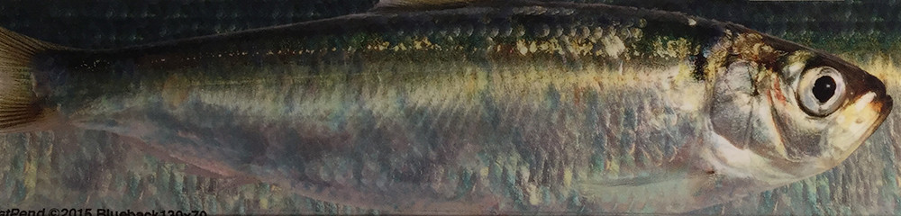 JigSkinz - Medium  JigSkinz - Medium