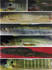 JigSkinz ProSkinz - Small