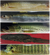 JigSkinz ProSkinz - X-Large JigSkinz ProSkinz - X-Large