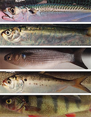 fish skins for lures Glow Skin Sabiki Equipped with sharp high quality gold hooks. Real Fish Skin Lures: Catching