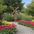 Amish crafted poly windmill pictured along path in tulip garden.