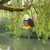 amish crafted all-weather poly bird feeder in bald eagle design, pictured in treee along riverbank with birds.