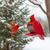 All-weather poly bird feeder in cardinal shaped design, easy fill, Amish made. Hanging from tree with cardinal landing on it during winter.