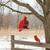 All-weather poly bird feeder in cardinal shaped design, easy fill, Amish made. Pictured in snowy meadow with cardinal on fence.