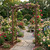Amish crafted Madison cedar arbor pictured in rose garden