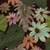 Tropical fabric print - Schefflera in Confection colorway. Tropical fabric print - Schefflera in Confection colorway.