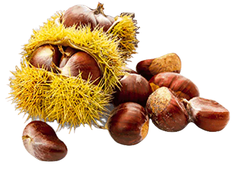 Maron Glacé Flavored Panettone