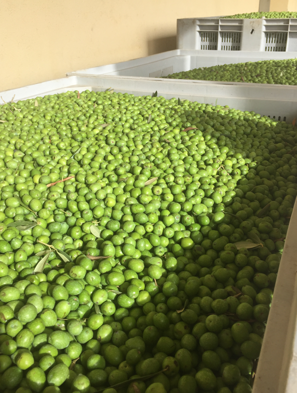 olives-at-basirico.png