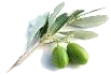 olives-cropped.gif