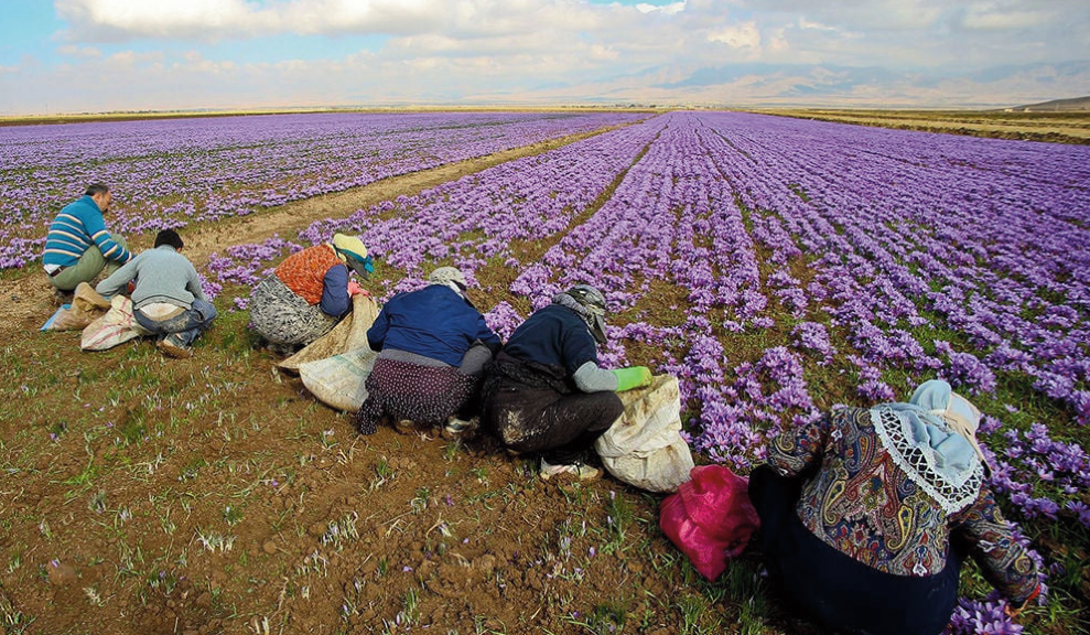 saffron-farmers.png