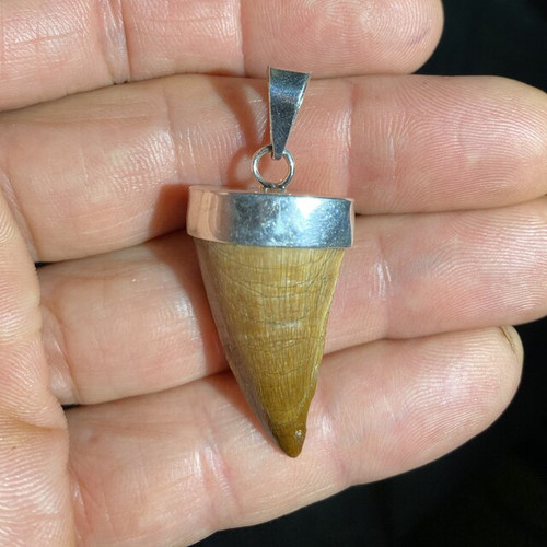 Buy Mosasaurus Tooth Pendant, Sterling Silver Dino Tooth, Real Dinosaur  Fossil Pendants, Dino Jewelry, Vulture Culture, Oddities and Curiosities  Online at desertcartZimbabwe