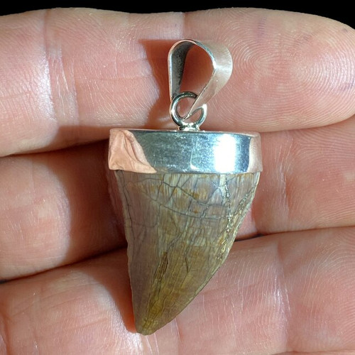 Mosasaur Tooth Pendant For Sale | Fossilsplus/Pangaea Industries