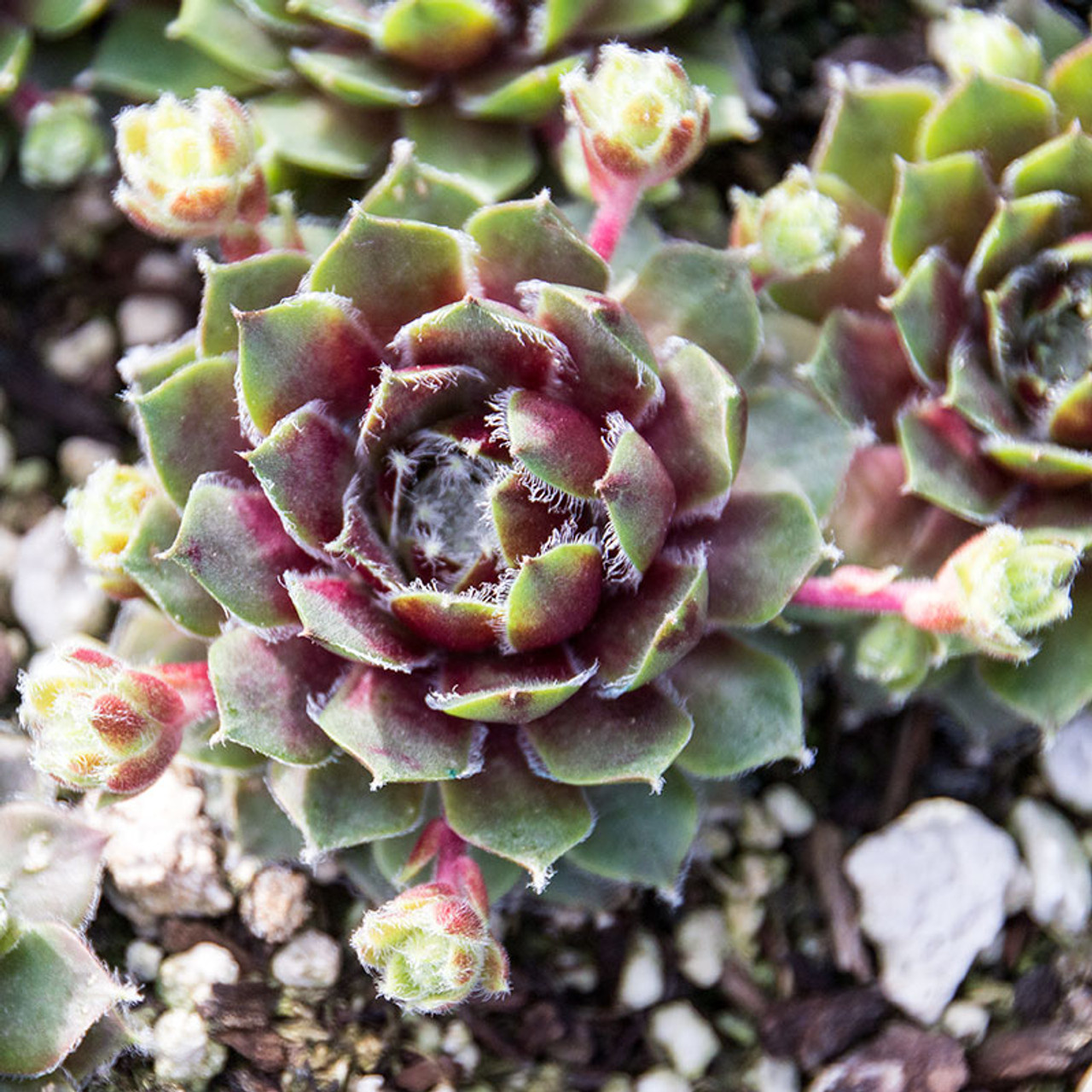 Sempervivum Soothsayer | Hens and Chicks for Sale