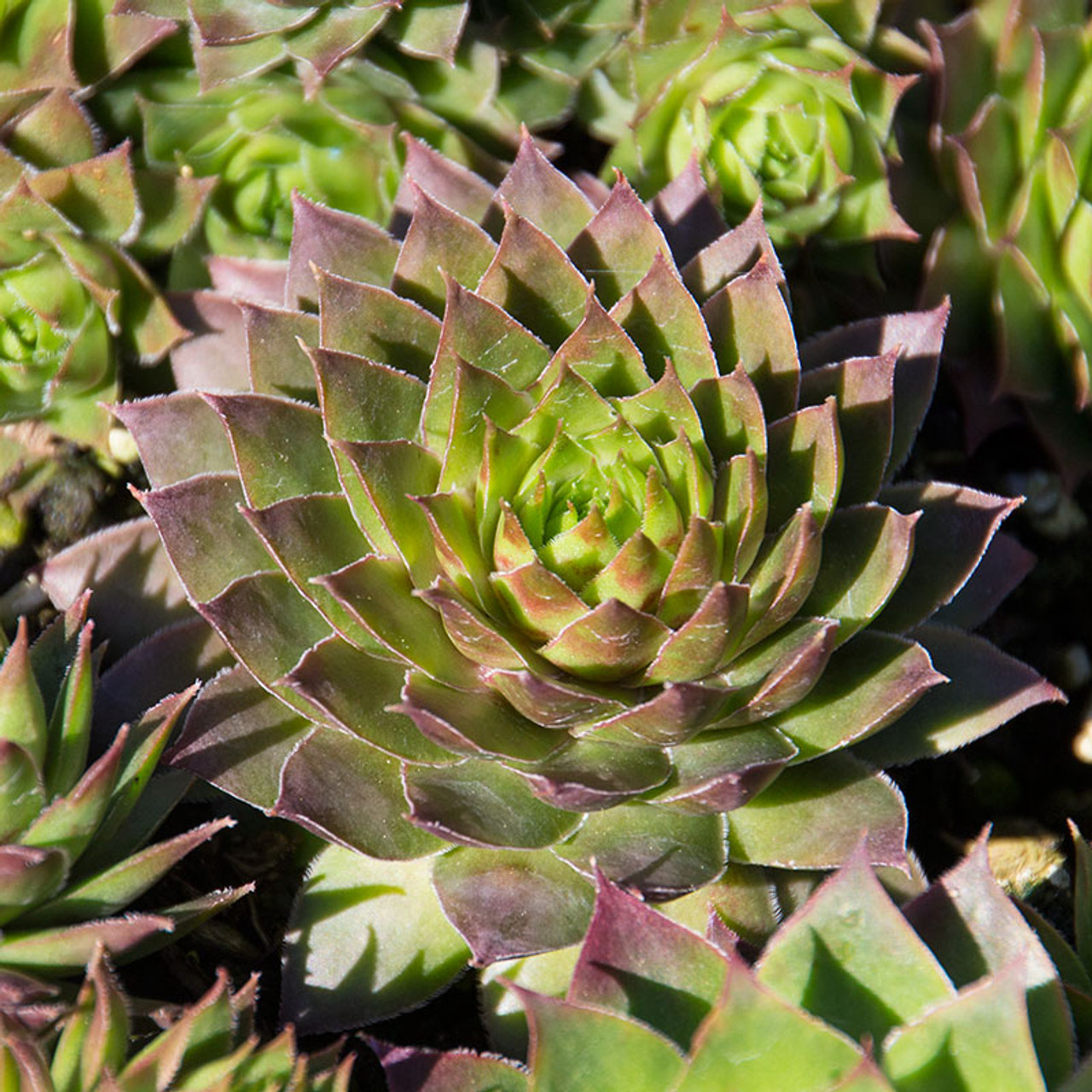 Sempervivum Stuffed Olive | Hens and Chicks for Sale