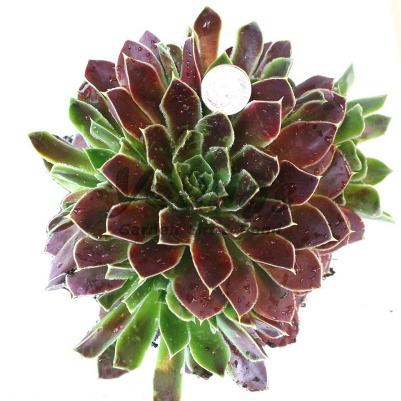Jovibarba heuffelii Chinook | Hens and Chicks for Sale