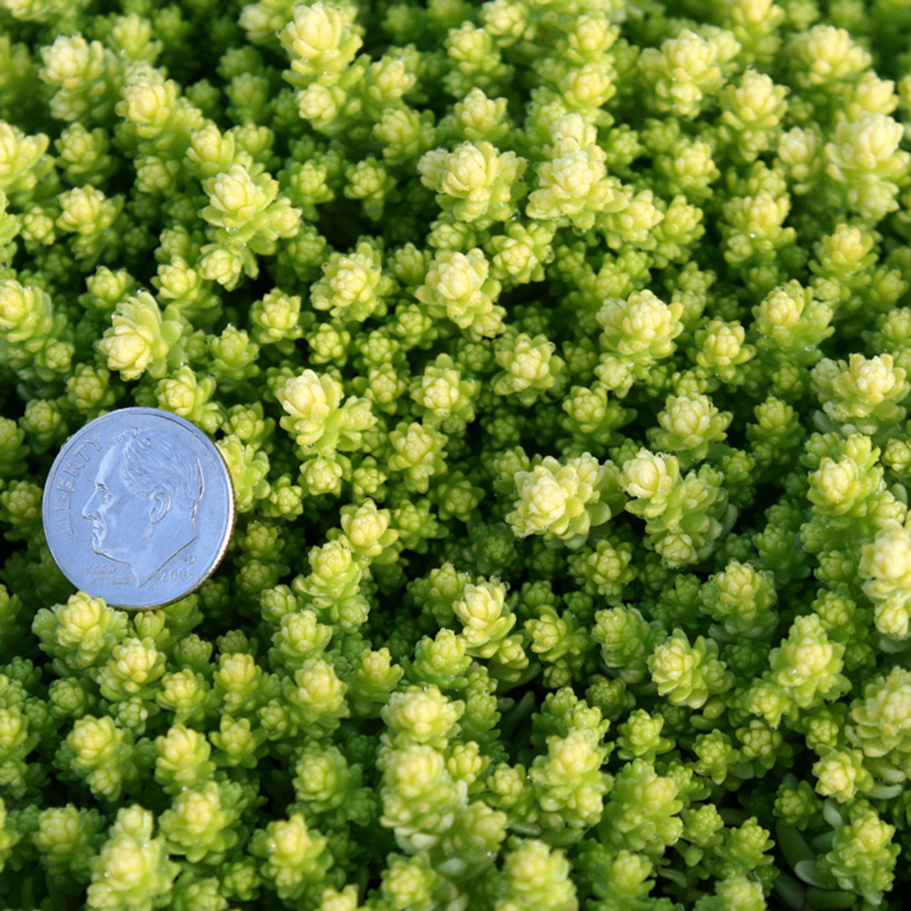 Oregon Sphagnum Moss