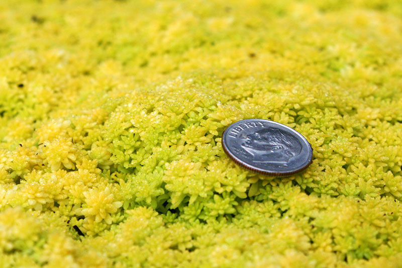 Sedum Fine Gold Leaf Succulents for Sale