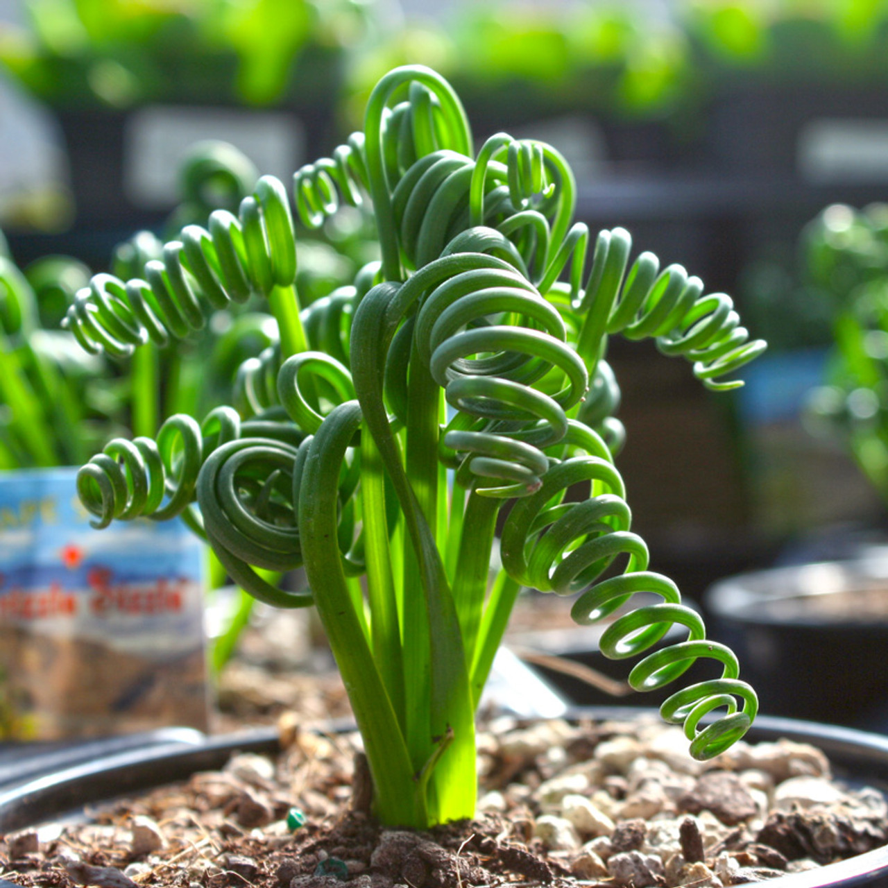 Albuca Spiralis Corkscrew Plants For Sale