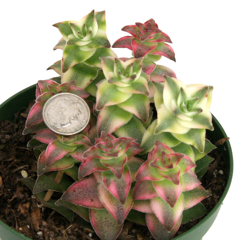 Crassula Var String of Buttons | Succulents for Sale