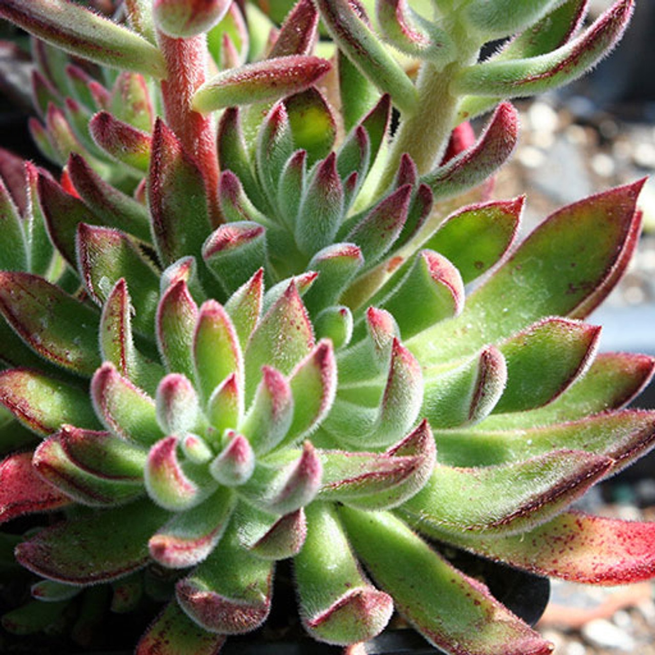 red velvet plant