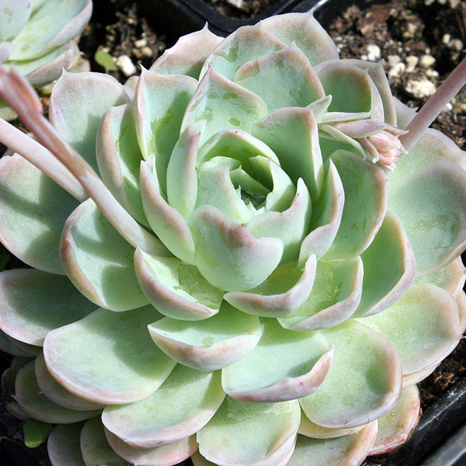 echeveria hyalina