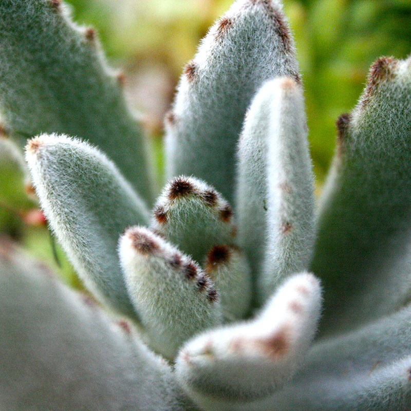 Kalanchoe tomentosa Panda Plant | Succulents for Sale