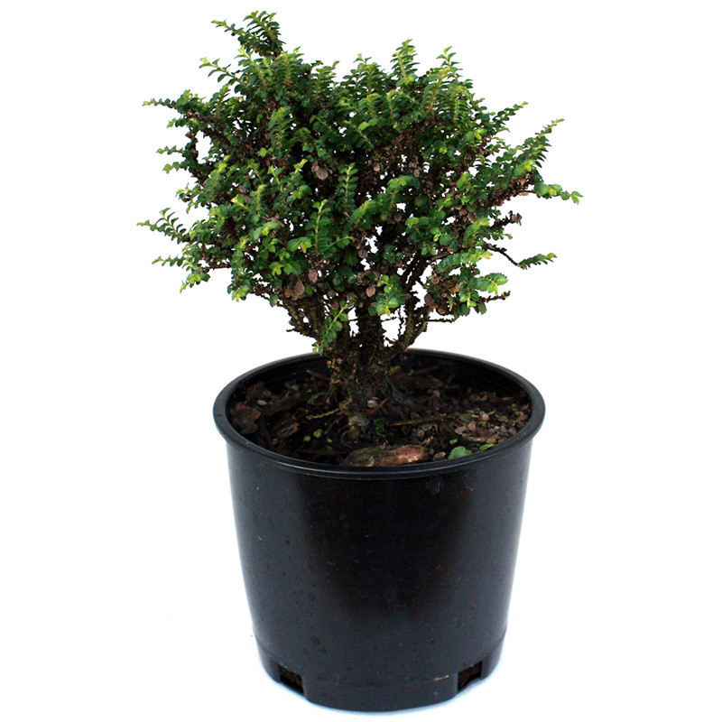 Hokkaido Dwarf Chinese Elm Miniature Garden Plants For Sale