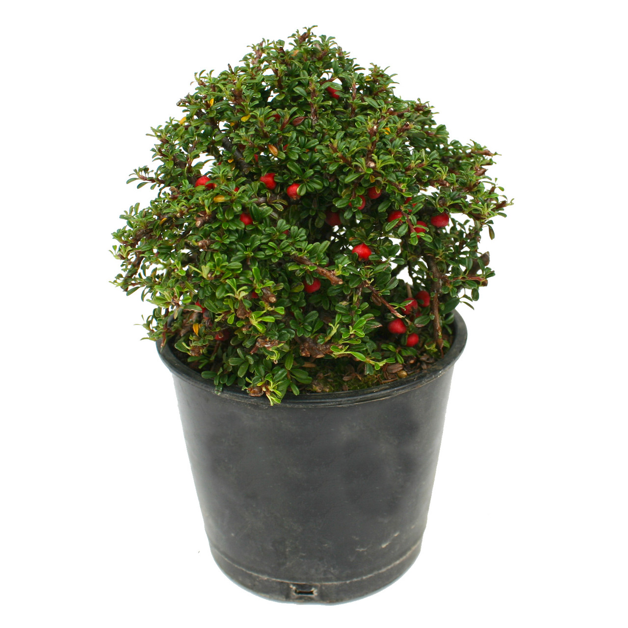 Miniature Garden Plants For Sale