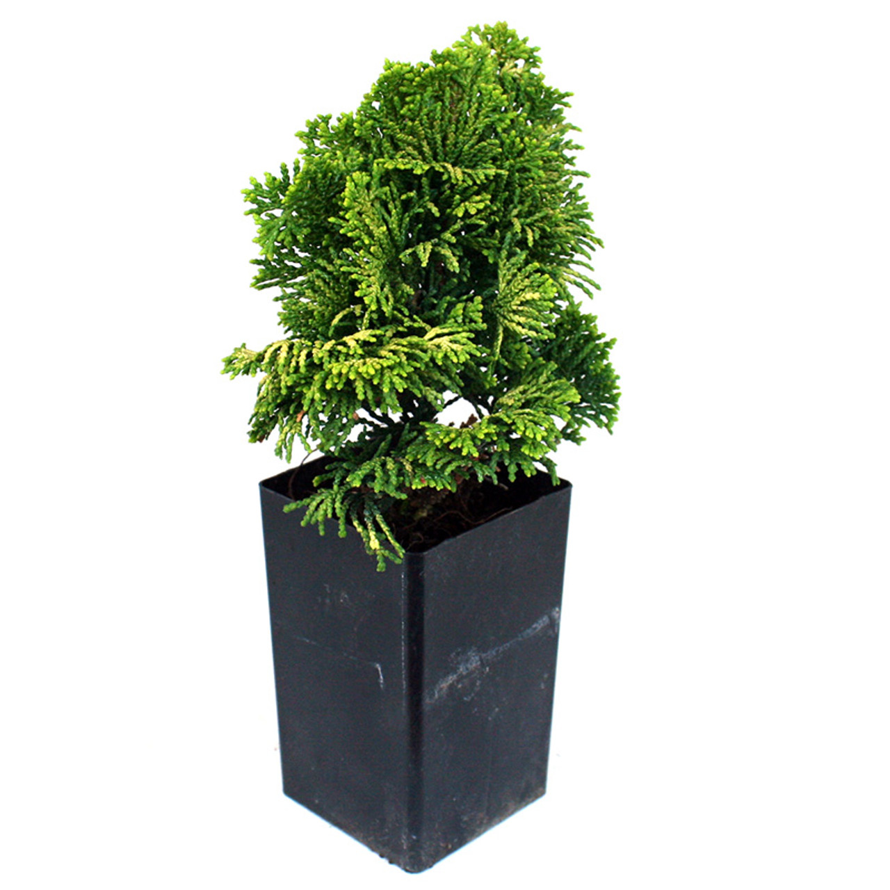 Miniature Garden Plants For Sale