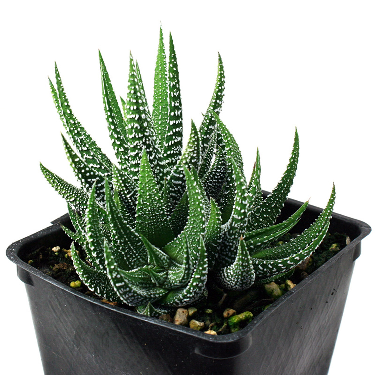 Haworthia Concolor Succulents For Sale,Pad Thai Noodles And Company