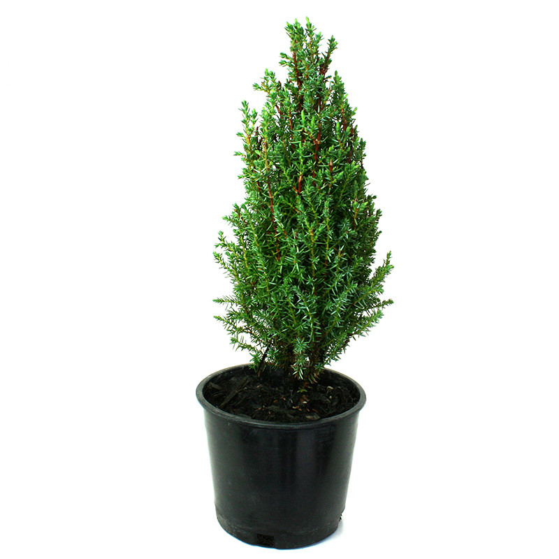 Compressa Common Juniper Miniature Garden Plants For Sale