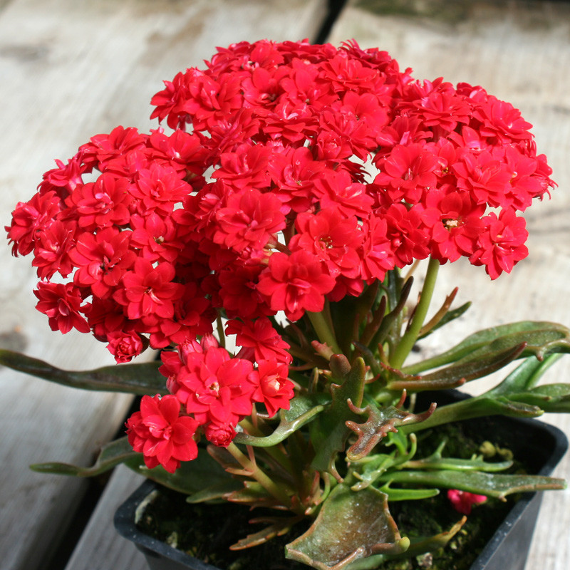 Kalanchoe Daigremontiana Plant - Erbe di Mauro
