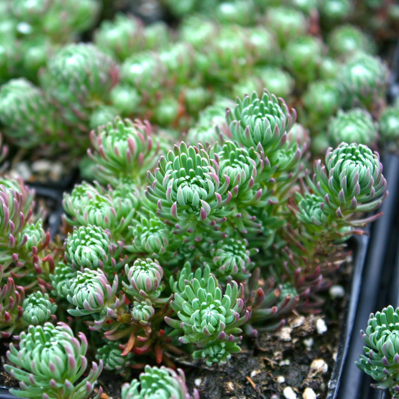 Sedum Reflexum Red | Succulents for Sale