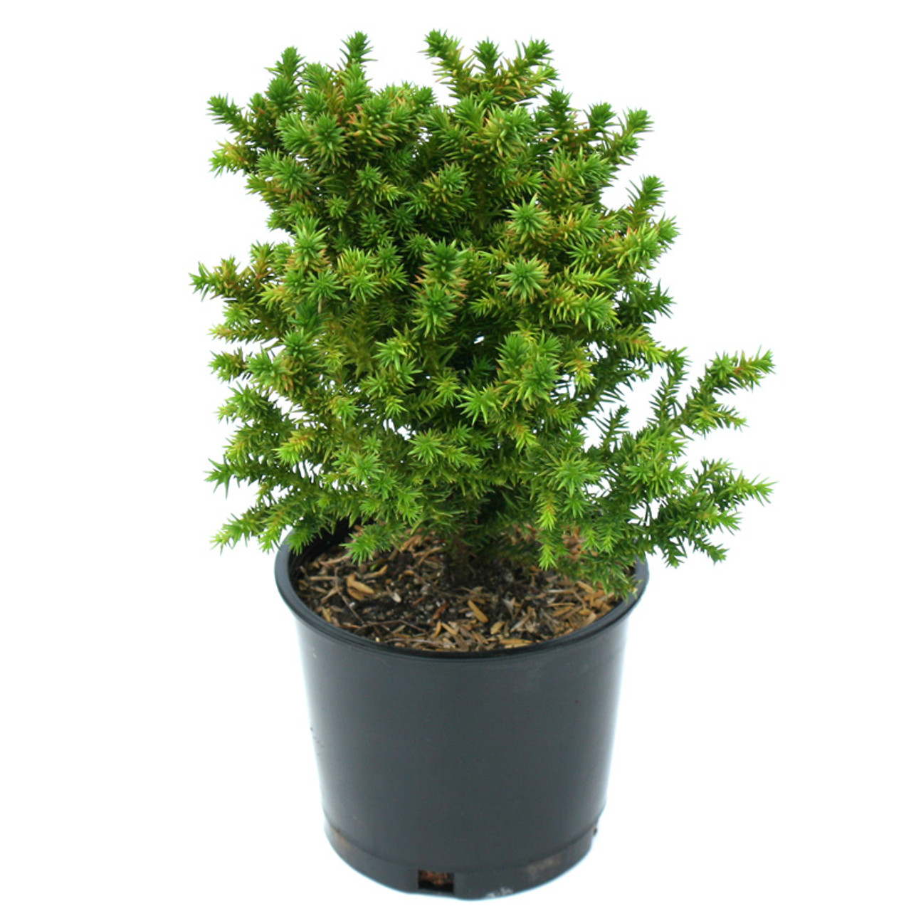 Birodo Japanese Cedar Miniature Garden Plants For Sale