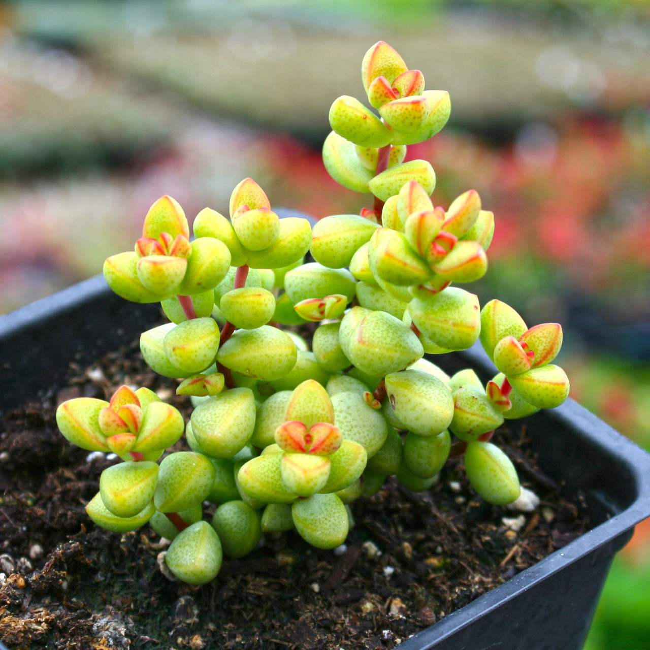 Crassula brevifolia | Succulents for Sale