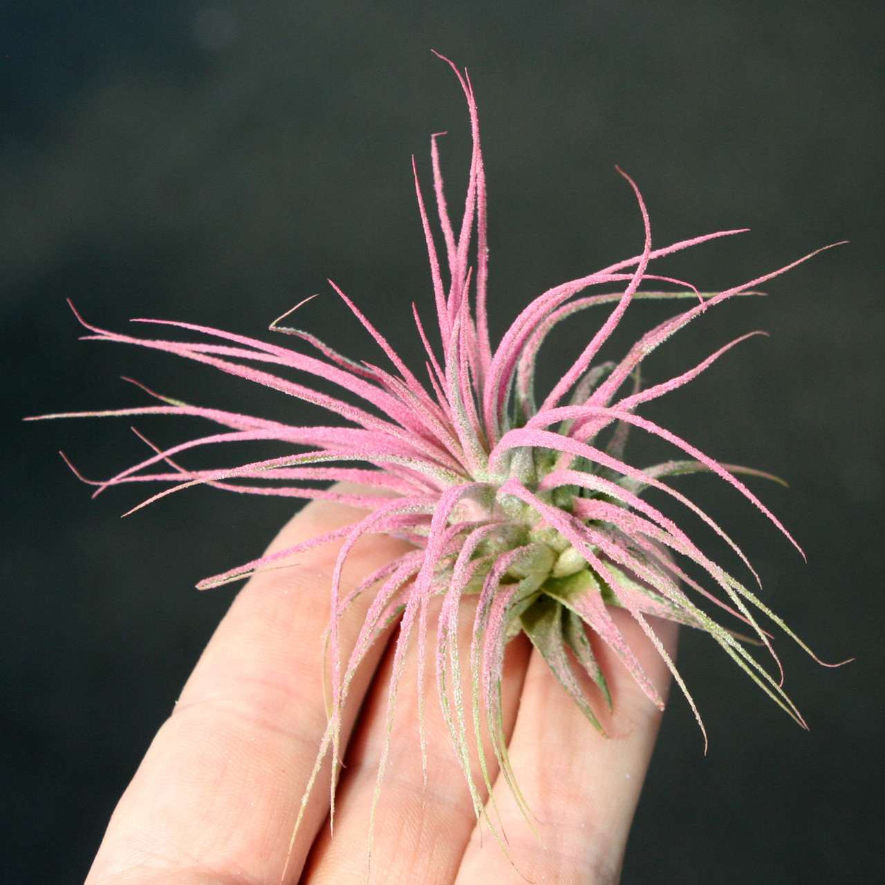 Tillandsia Ionantha Raspberry Air Plants for Sale
