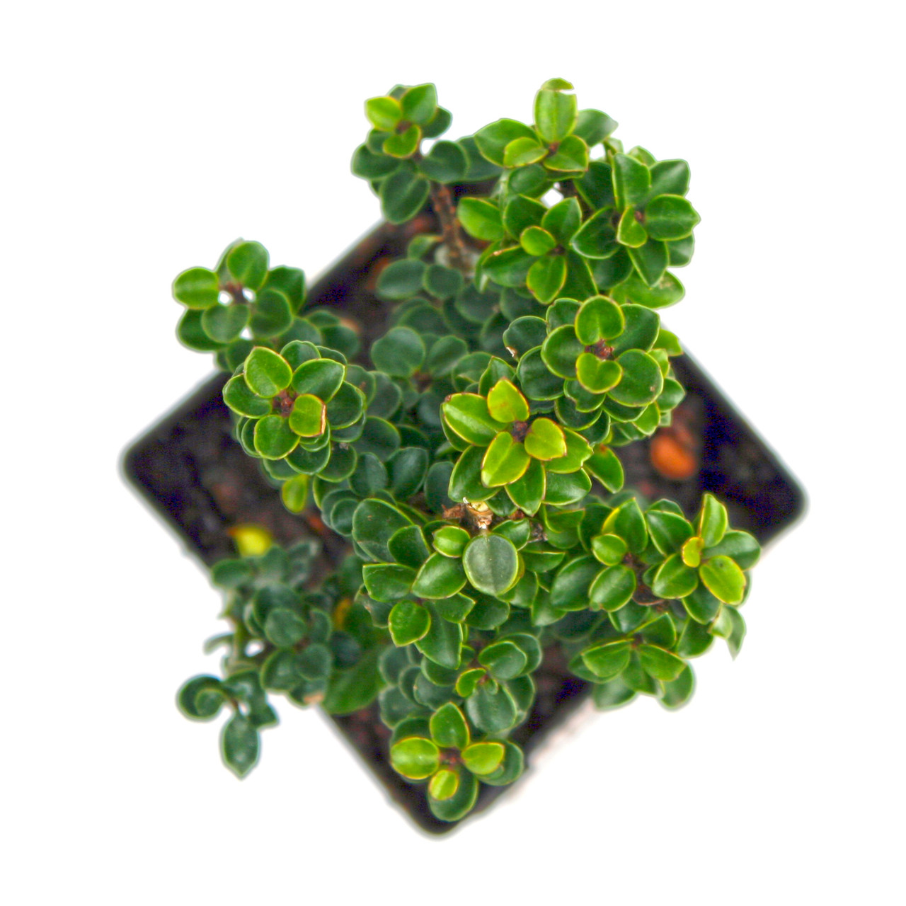 Jersey Jewel Japanese Holly Miniature Garden Plants for Sale