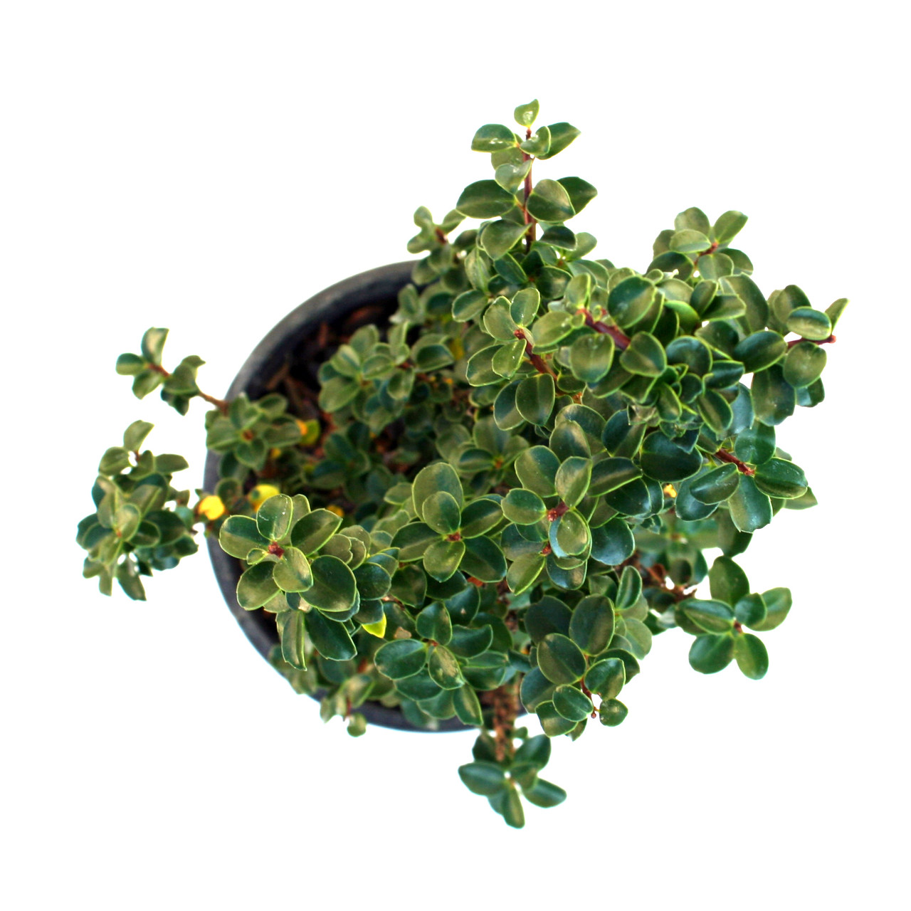 Ilex Crenata Jersey Jewel Miniature Garden Plants for Sale