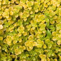 Sedum Ogon