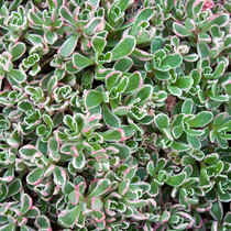 Tricolor Sedum