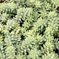 Burro's Tail Sedum
