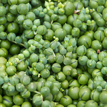 String of Pearls Plant