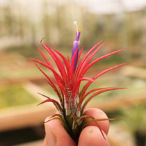 Tillandsia Air Plants for Sale